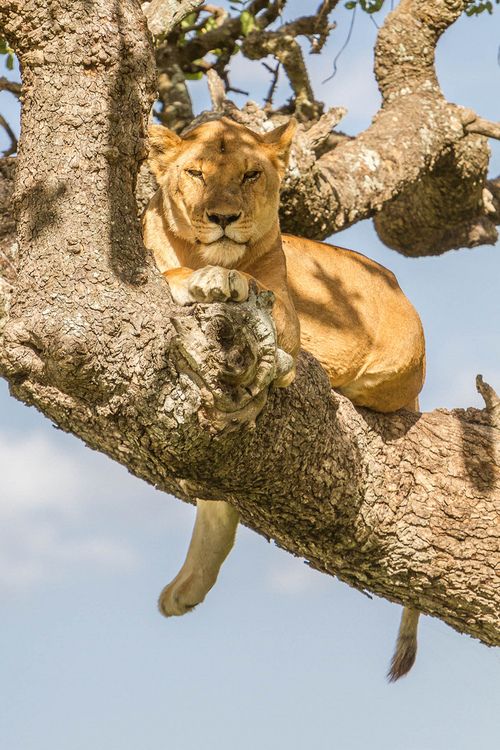 Ngorongoro Crater