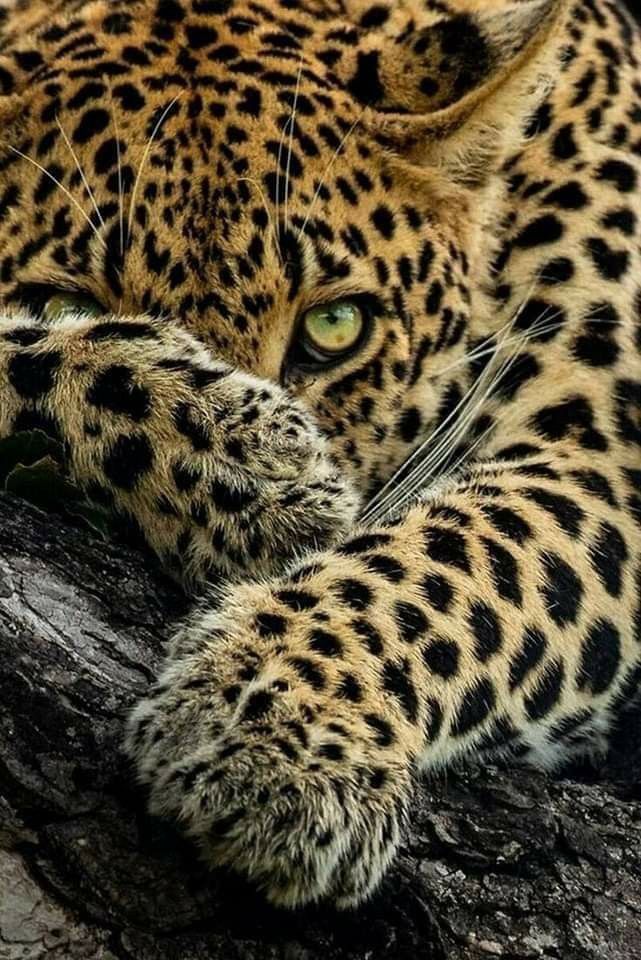 2-Day Safari
