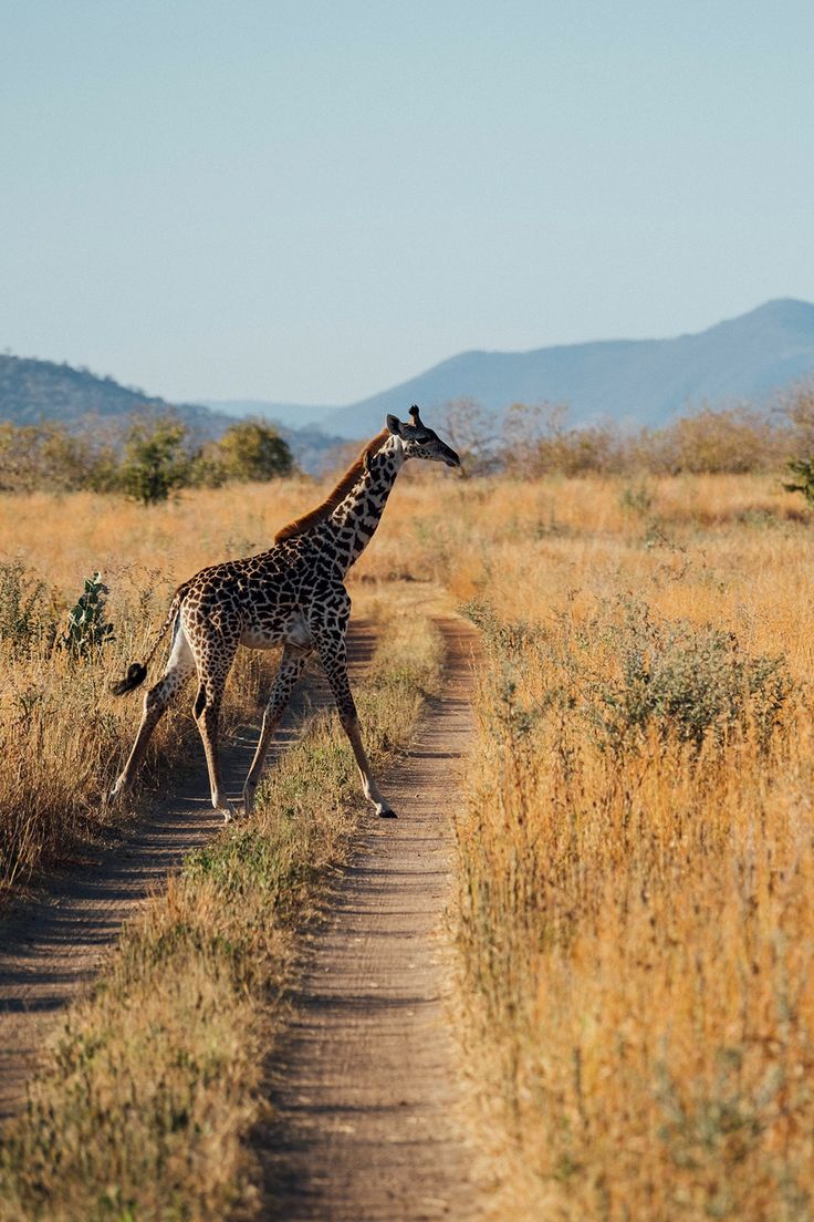 Ruaha National Park