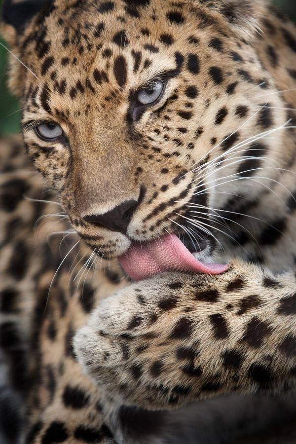 4-Day Safari